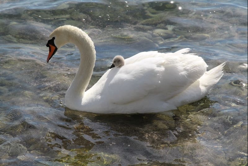 16 cute families from the animal world that will melt any heart