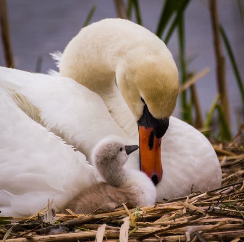 16 cute families from the animal world that will melt any heart