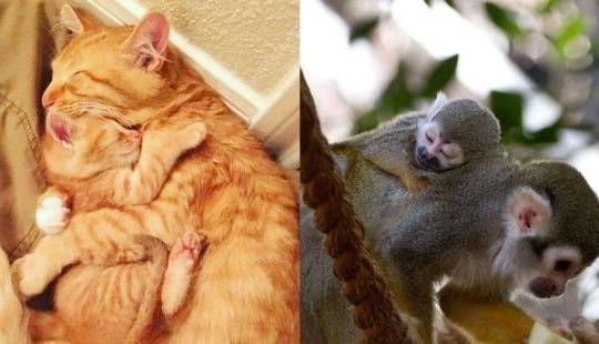 16 cute families from the animal world that will melt any heart