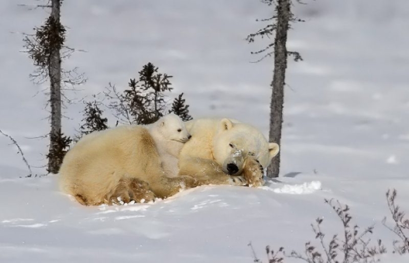 16 cute families from the animal world that will melt any heart