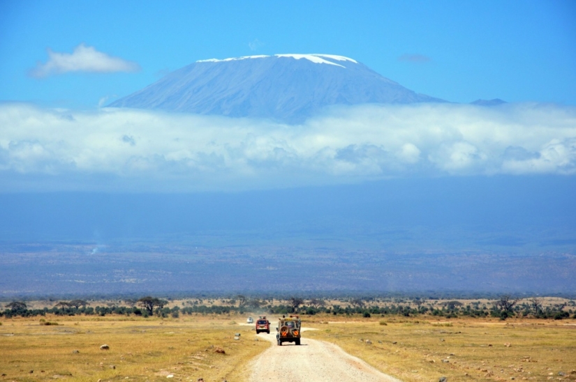 16 exciting species on earth, from which dizzy