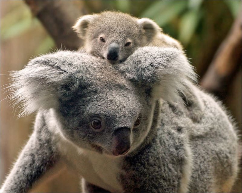 16 lindas familias del mundo animal que derretirán cualquier corazón