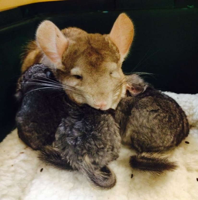 16 lindas familias del mundo animal que derretirán cualquier corazón