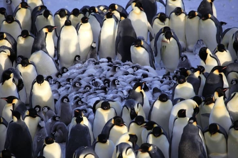 16 lindas familias del mundo animal que derretirán cualquier corazón