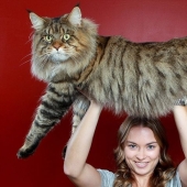 16 Maine Coon, compared with which your cat will look tiny