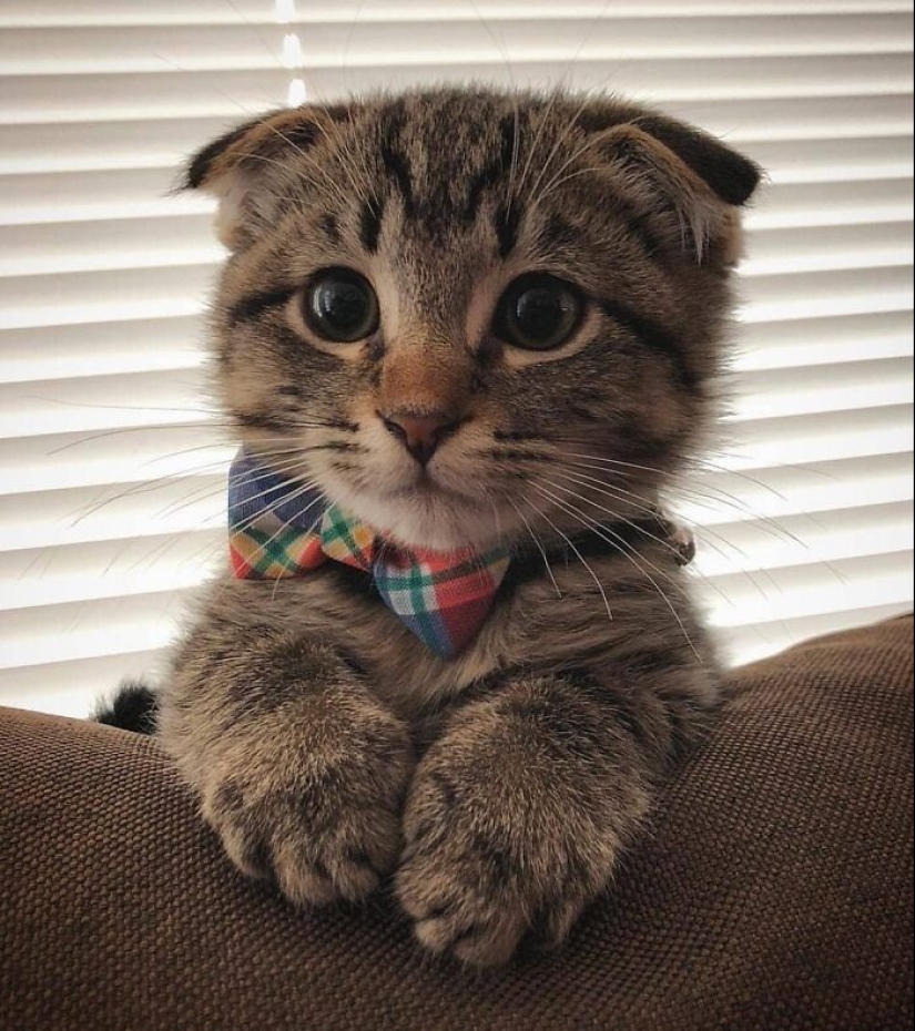 16 Pictures Of Scottish Folds That Are Cuteness Overload