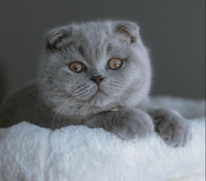 16 Pictures Of Scottish Folds That Are Cuteness Overload