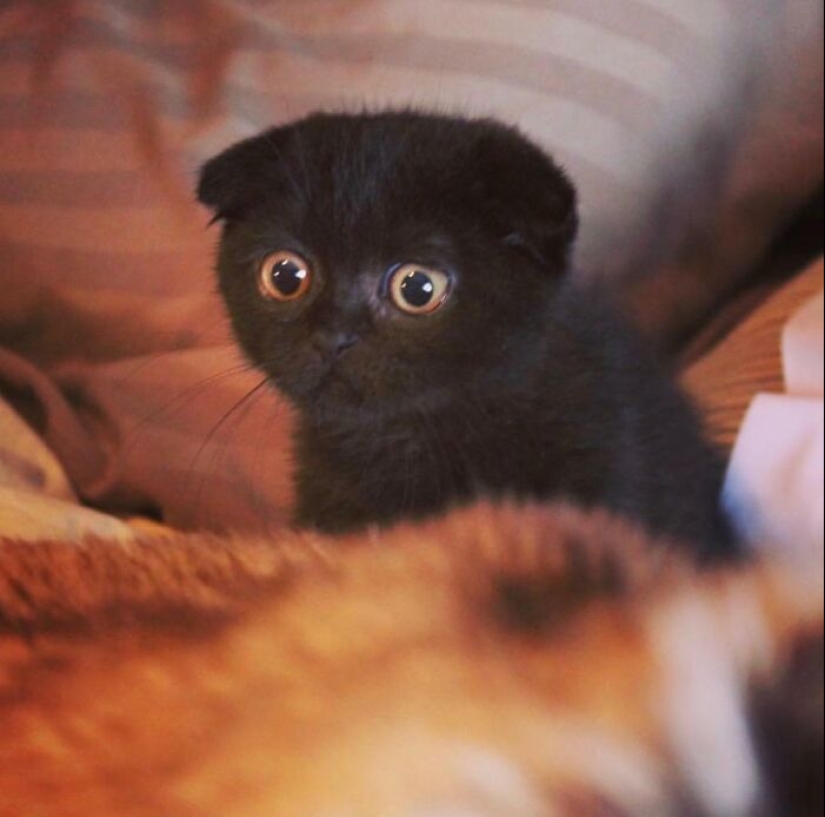 16 Pictures Of Scottish Folds That Are Cuteness Overload