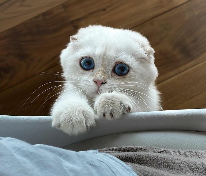 16 Pictures Of Scottish Folds That Are Cuteness Overload