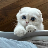 16 Pictures Of Scottish Folds That Are Cuteness Overload