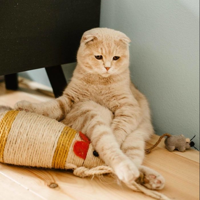 16 Pictures Of Scottish Folds That Are Cuteness Overload