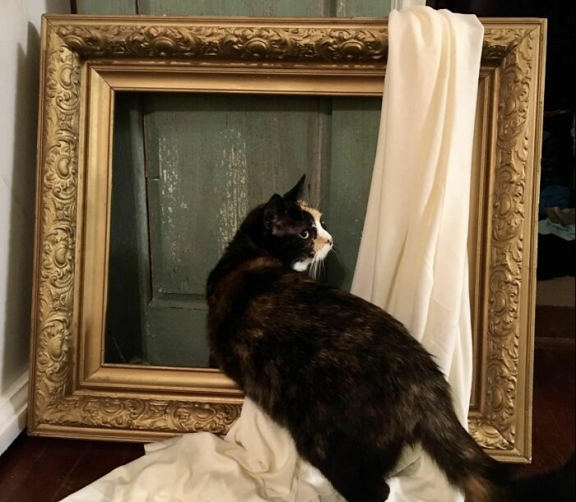 16 Times People Took Pictures Of Their Cats, Only To Realize It Was ‘Accidental Renaissance’