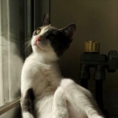 16 Times People Took Pictures Of Their Cats, Only To Realize It Was ‘Accidental Renaissance’