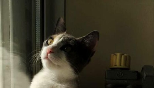 16 veces que la gente tomó fotografías de sus gatos, solo para darse cuenta de que era un 'renacimiento accidental'