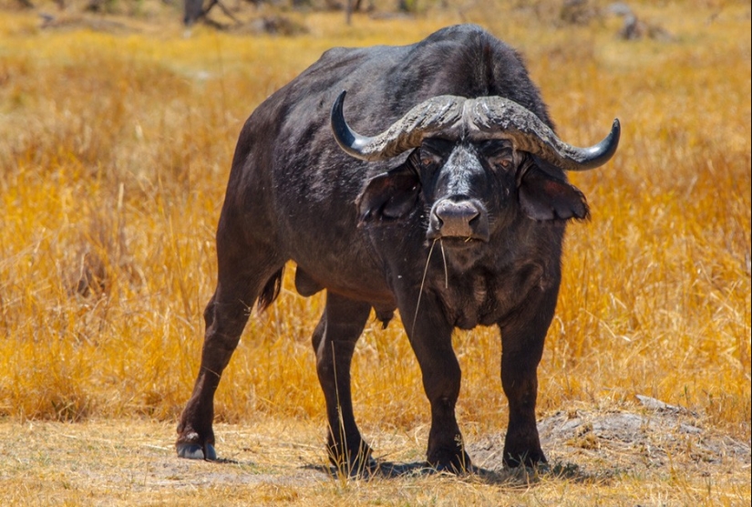 17 animales que están matando a nosotros