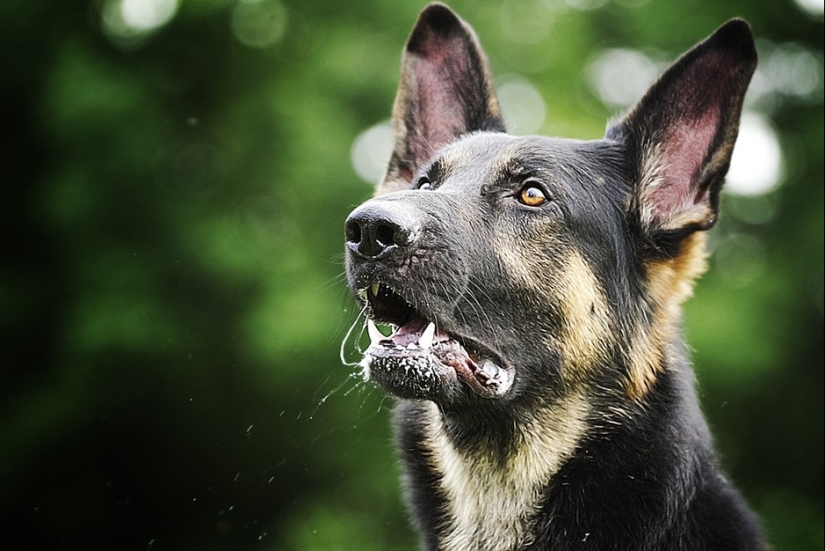 17 animales que están matando a nosotros