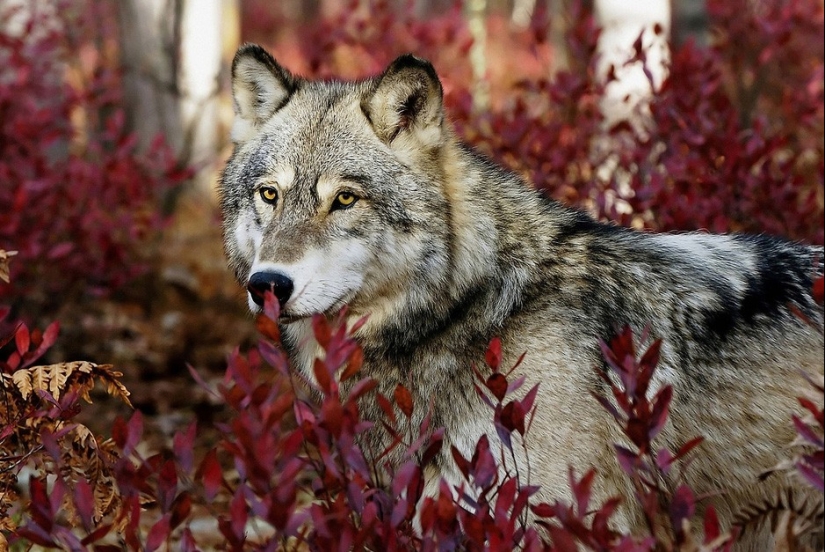 17 animales que están matando a nosotros