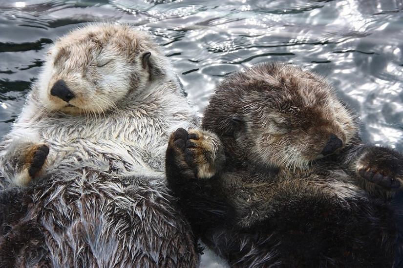 17 animales que forman parejas más felices y armoniosas que los humanos