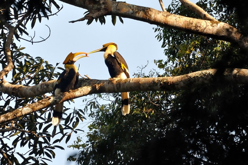 17 animales que forman parejas más felices y armoniosas que los humanos