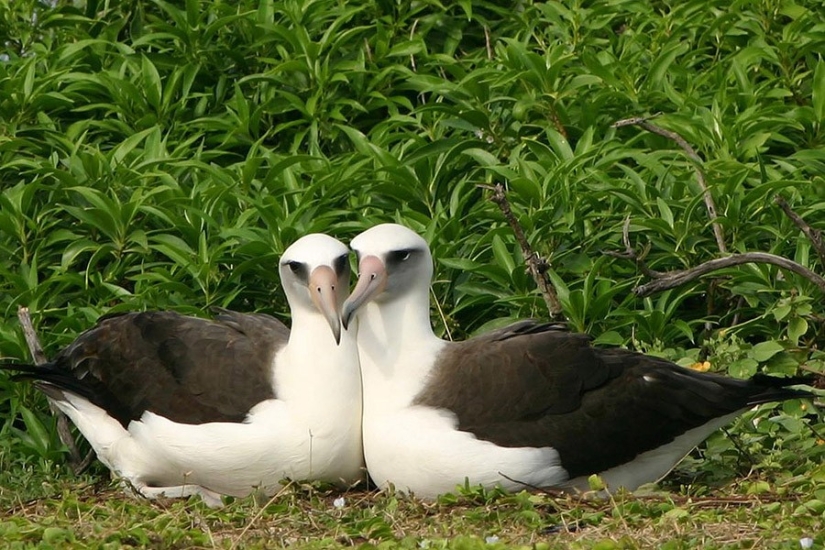 17 animals that form happier and more harmonious couples than humans