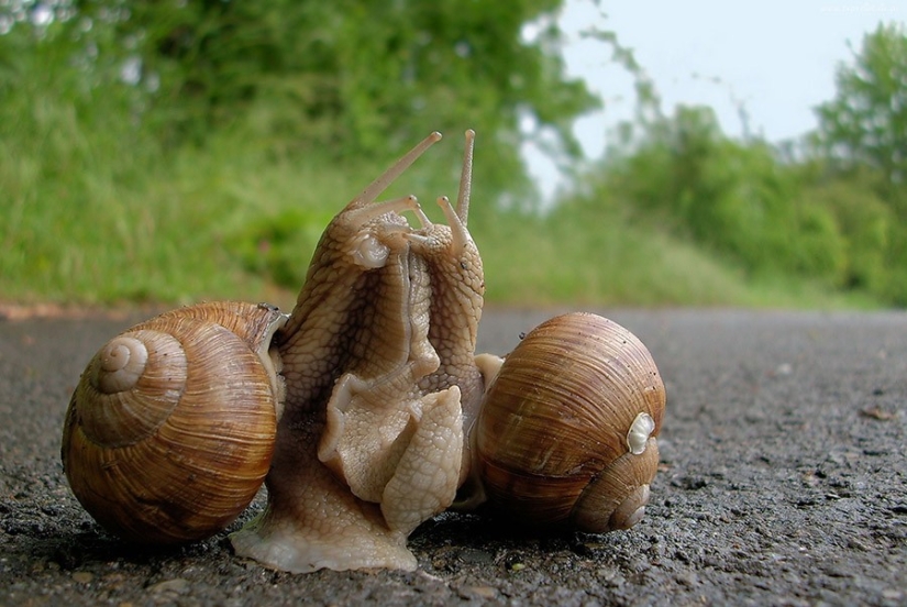 17 animals that form happier and more harmonious couples than humans