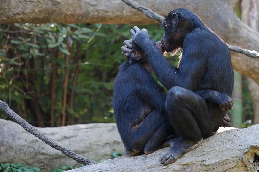 17 animals that form happier and more harmonious couples than humans