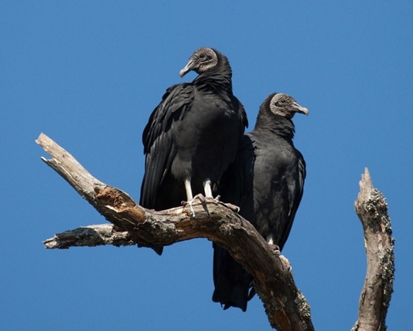 17 animals that form happier and more harmonious couples than humans