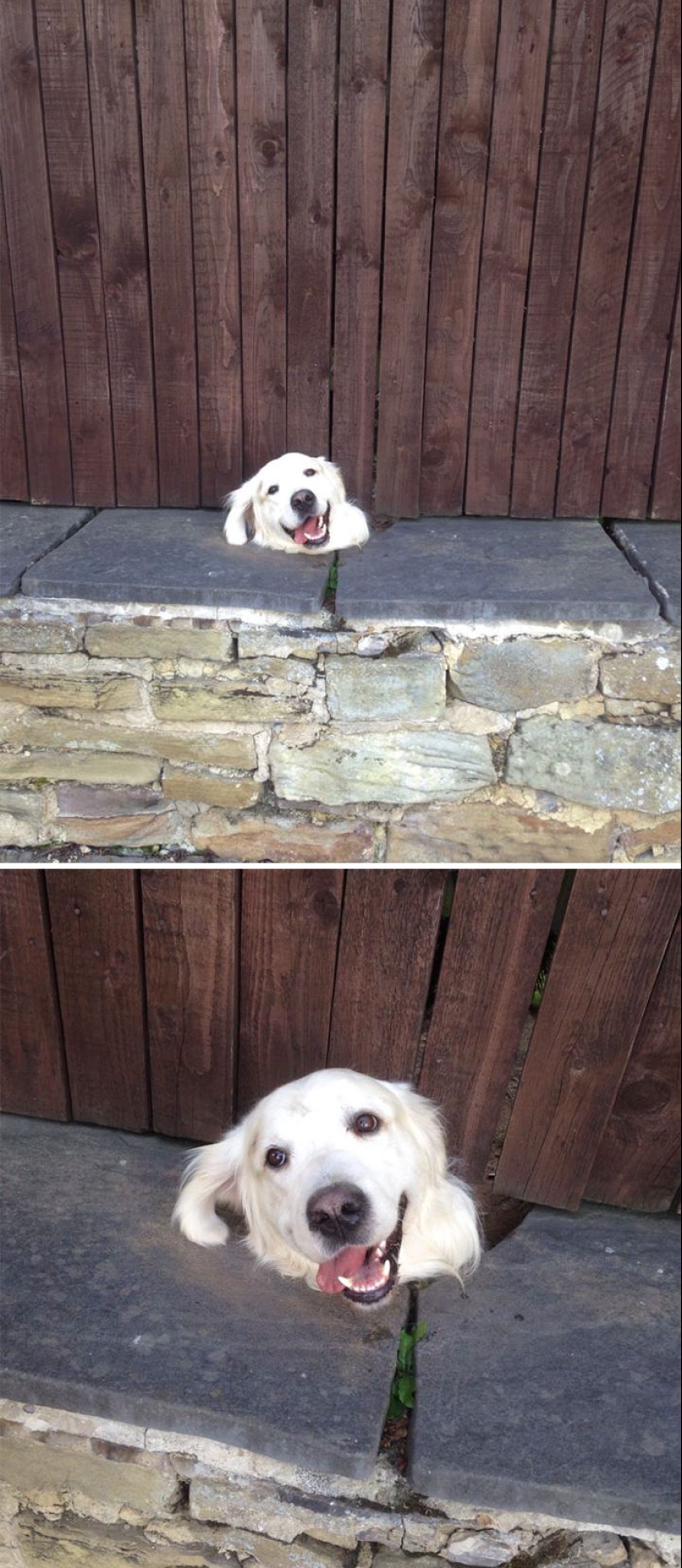 17 dogs who really want to say "hello"