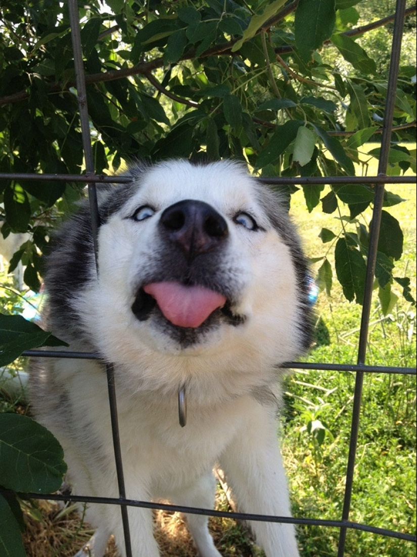 17 dogs who really want to say "hello"