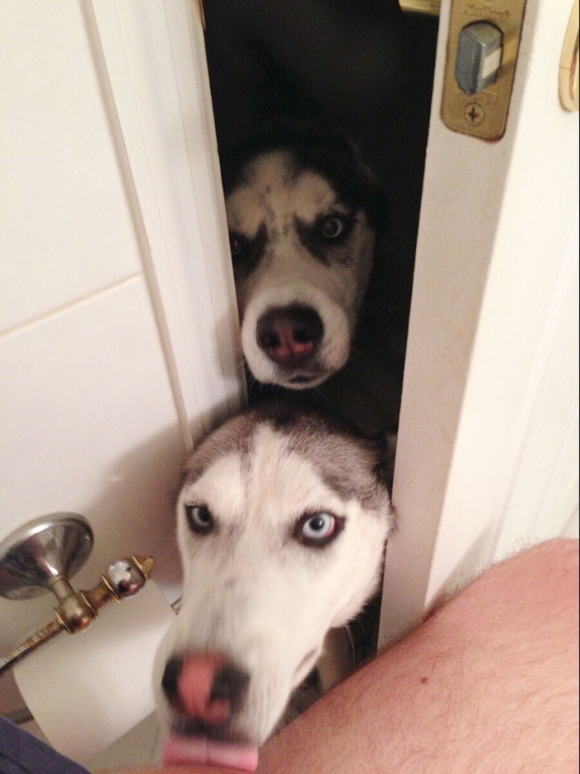 17 dogs who really want to say "hello"