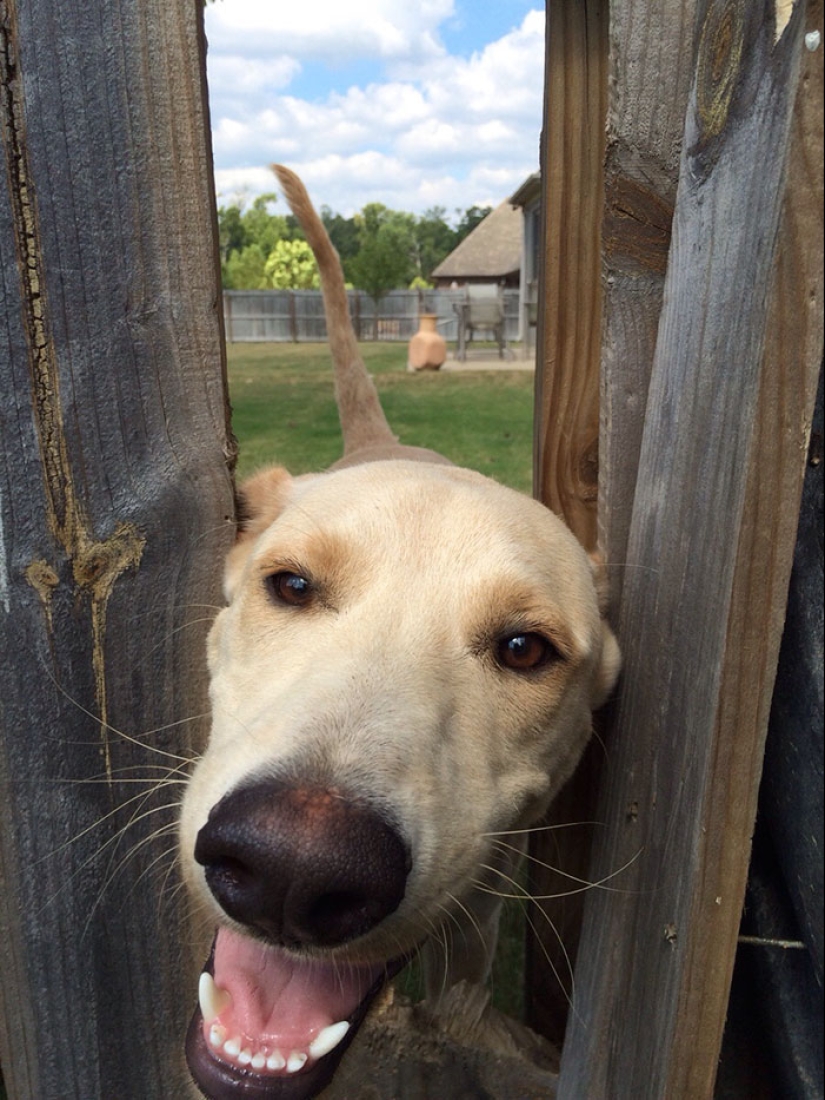 17 dogs who really want to say "hello"