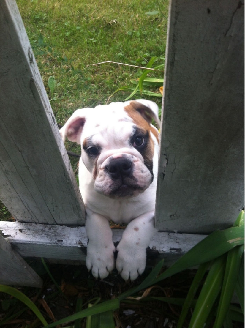 17 dogs who really want to say "hello"