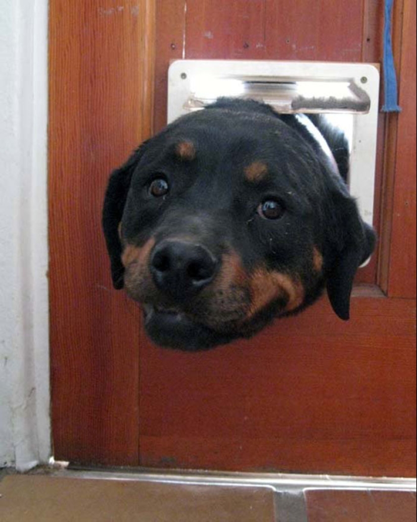 17 dogs who really want to say "hello"