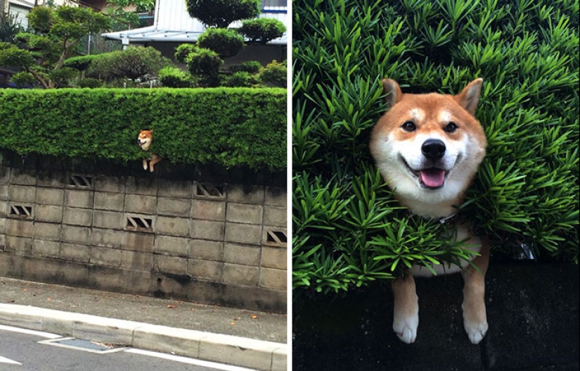 17 dogs who really want to say "hello"