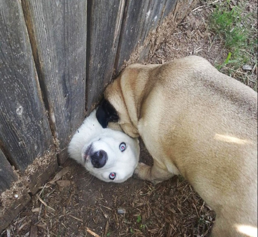 17 dogs who really want to say "hello"