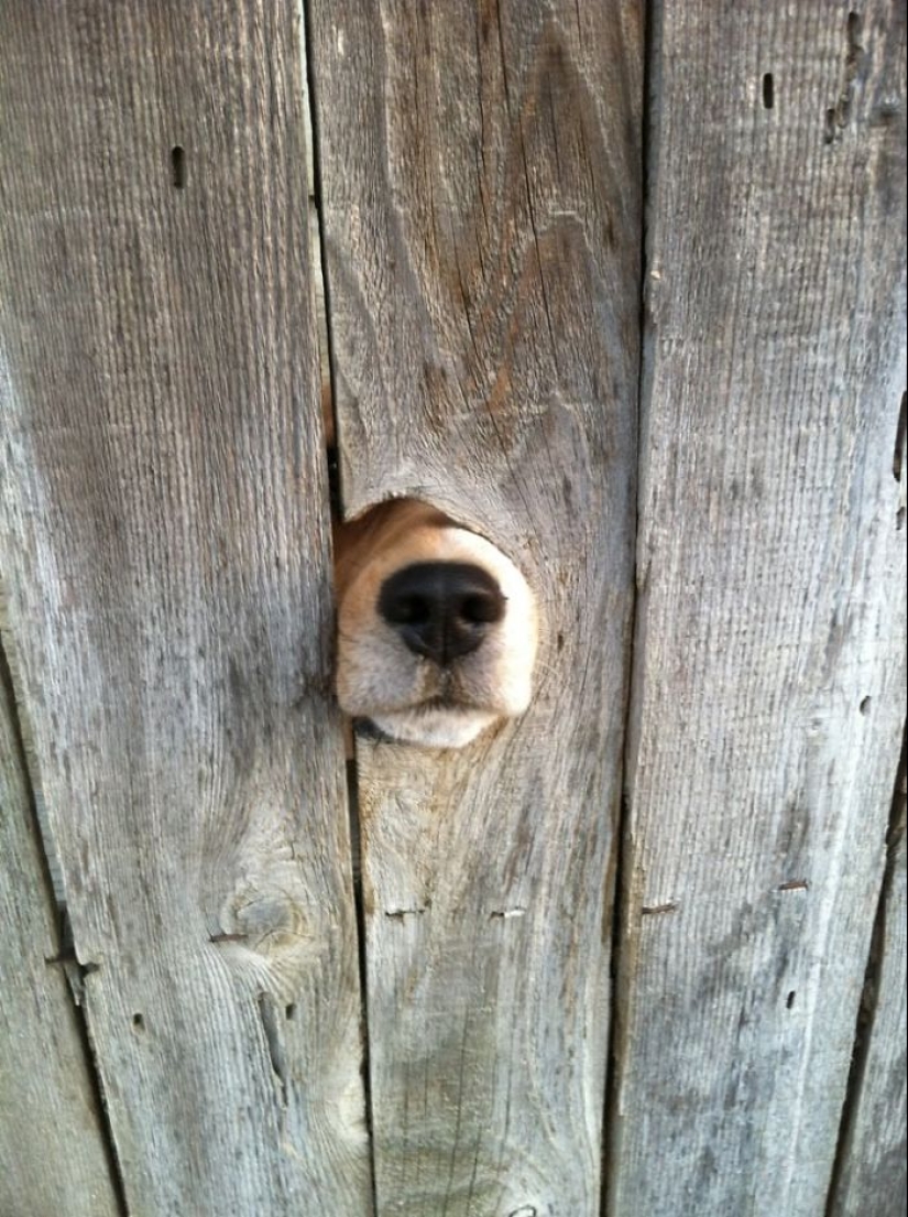 17 dogs who really want to say "hello"