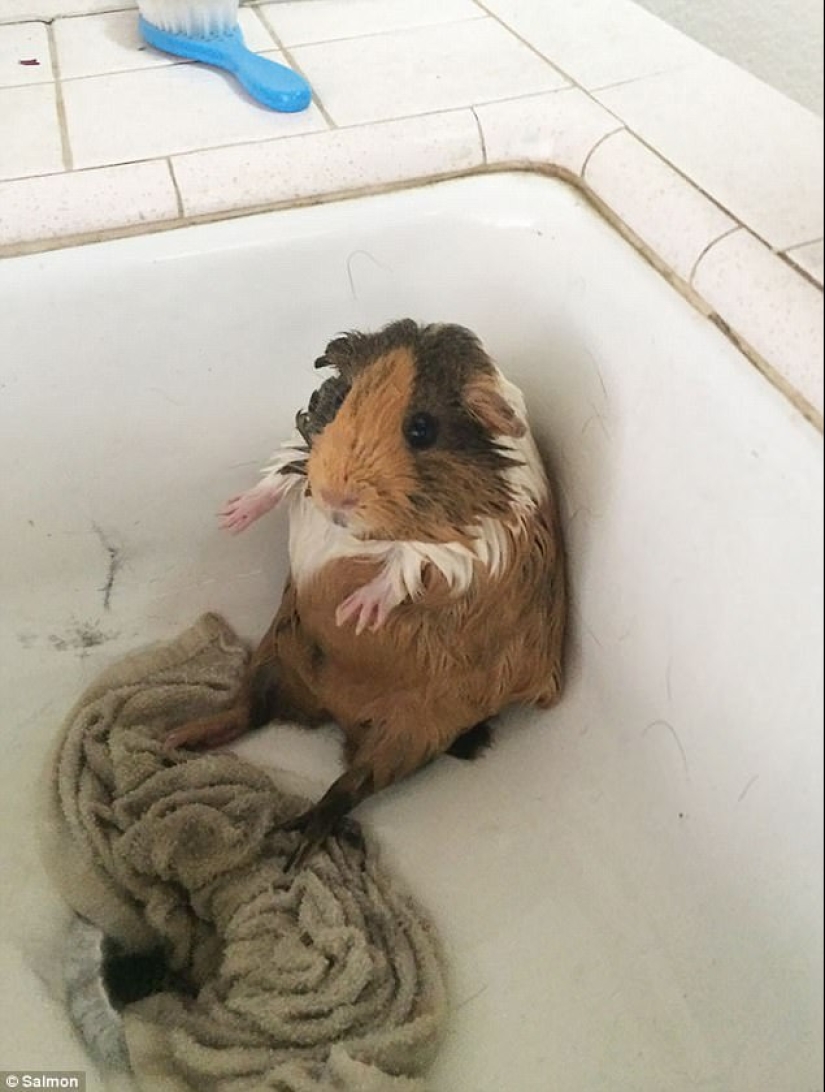 17 fotos de animales que harán todo lo posible para simplemente no lavarlos