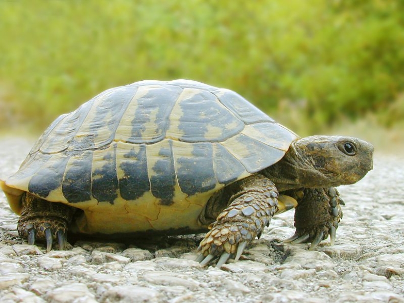 17 hechos viles y un poco aterradores sobre la reproducción animal