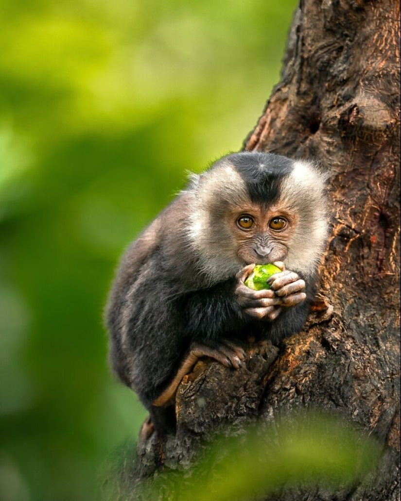 17 increíbles imágenes del fotógrafo de vida salvaje indio Varun Aditya