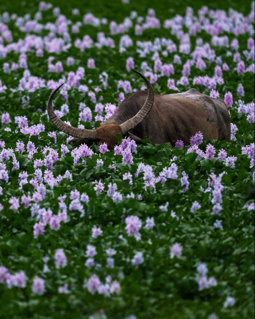 17 increíbles imágenes del fotógrafo de vida salvaje indio Varun Aditya