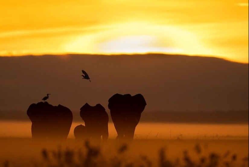 17 increíbles imágenes del fotógrafo de vida salvaje indio Varun Aditya