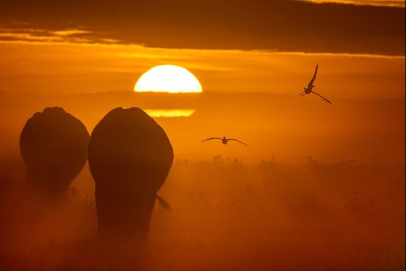 17 increíbles imágenes del fotógrafo de vida salvaje indio Varun Aditya