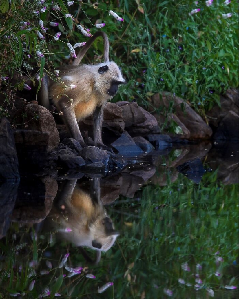 17 increíbles imágenes del fotógrafo de vida salvaje indio Varun Aditya