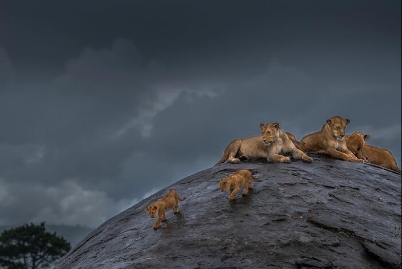 17 increíbles imágenes del fotógrafo de vida salvaje indio Varun Aditya