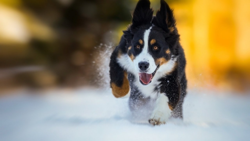 17 lindos gifs de perros que aman mucho la nieve