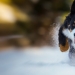 17 lindos gifs de perros que aman mucho la nieve