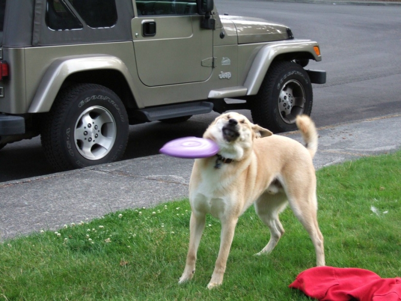 17 of the funniest dog fails