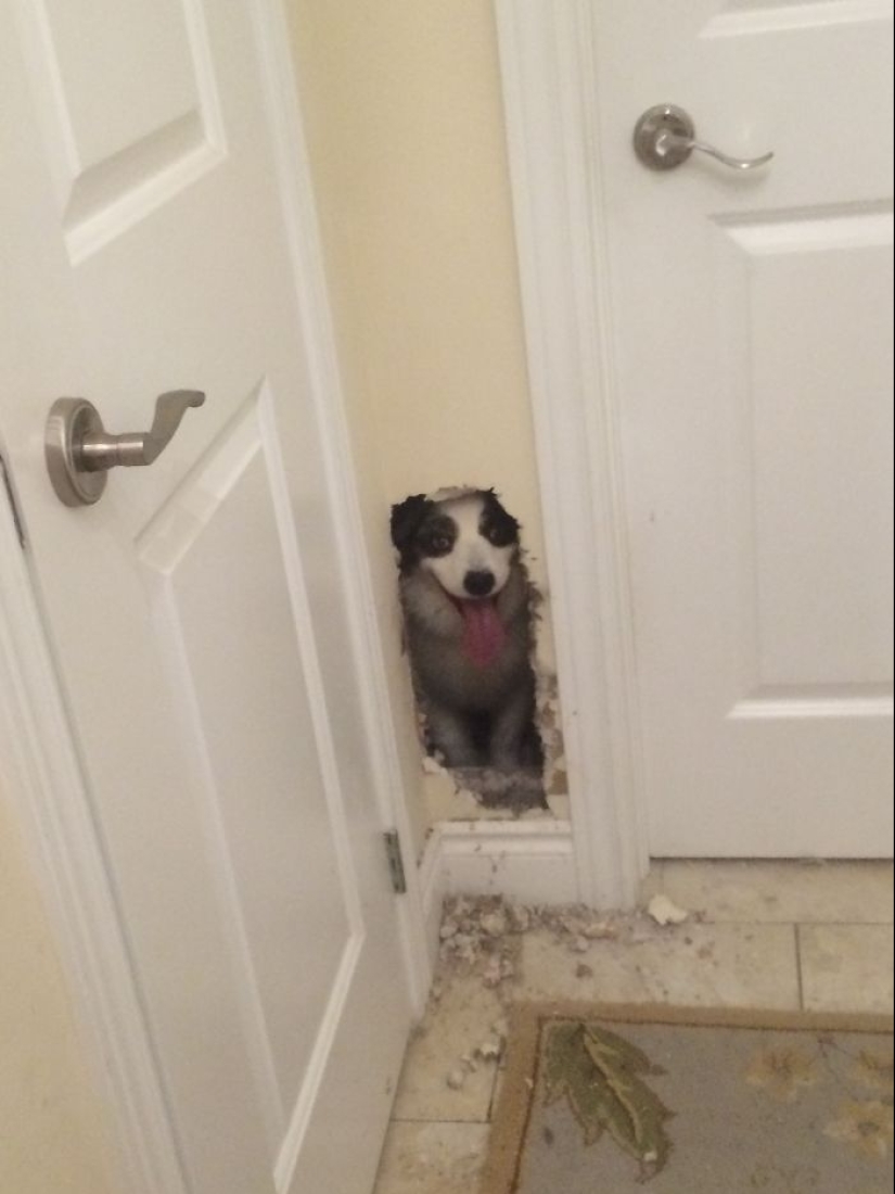 17 perros que realmente quieren decir"hola"