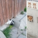 17 perros que realmente quieren decir"hola"