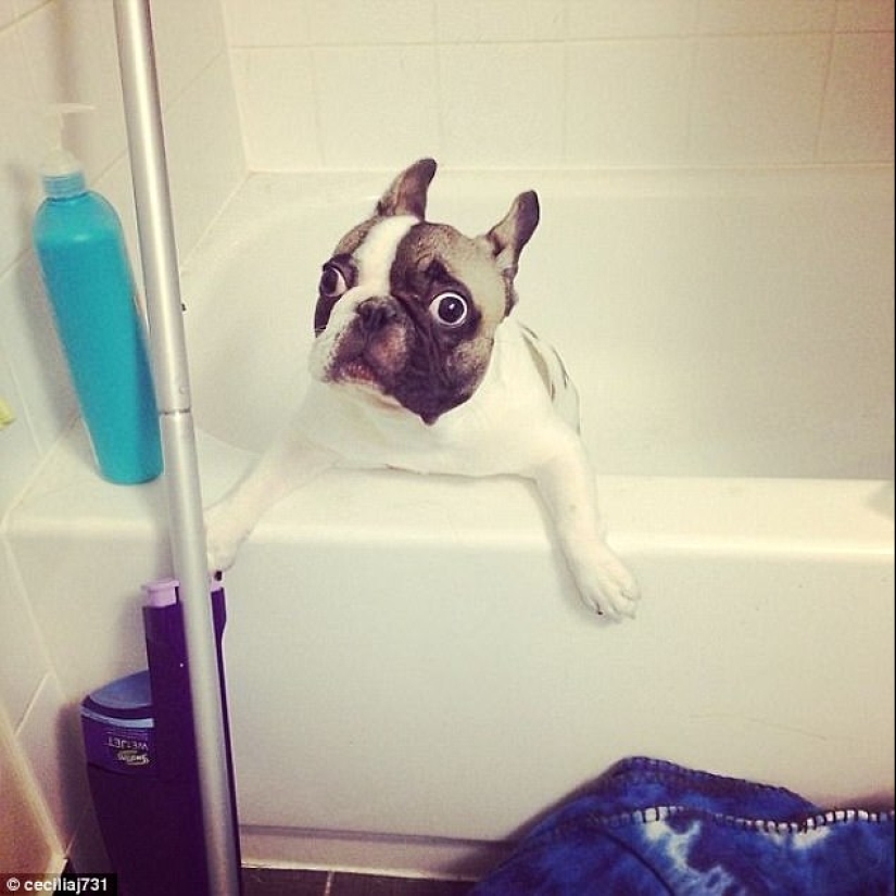 17 photos of animals that will do everything to just not wash them